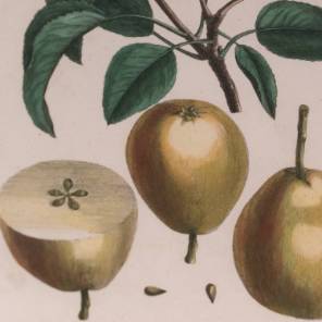 A Collection of 18th Botanical Fruit Prints